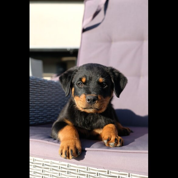 Rottweiler - Both