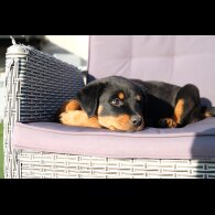 Rottweiler - Both