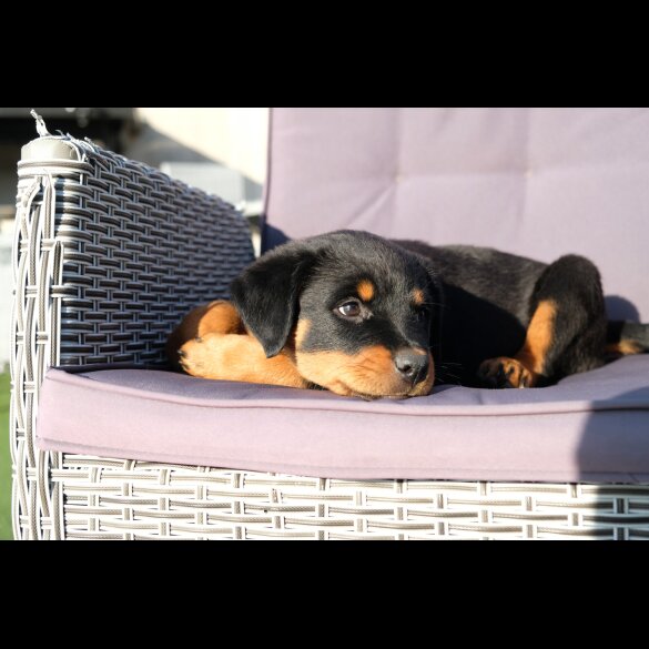 Rottweiler - Both