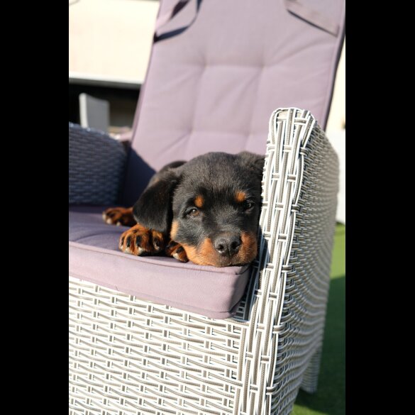Rottweiler - Both