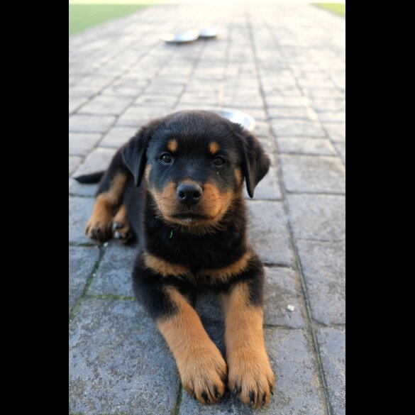 Rottweiler - Both
