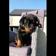 Rottweiler - Both