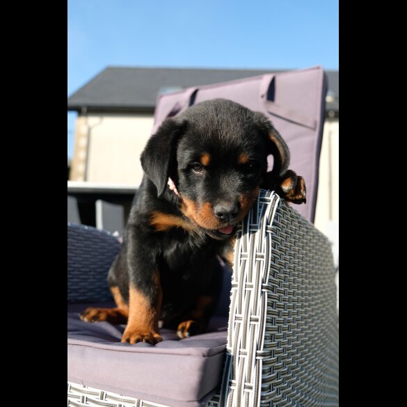 Rottweiler - Both