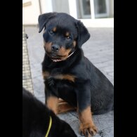 Rottweiler - Both