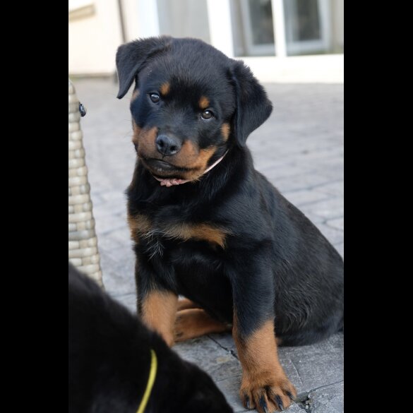Rottweiler - Both