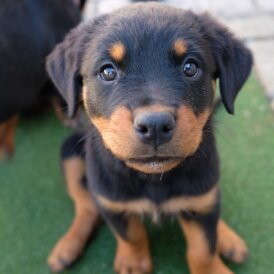 Rottweiler - Both