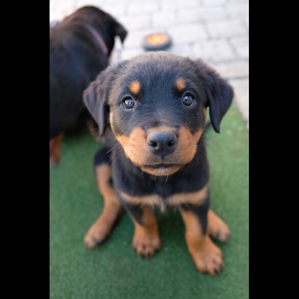 Rottweiler - Both