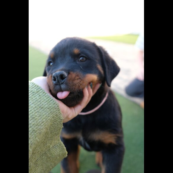 Rottweiler - Both