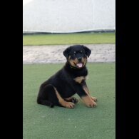 Rottweiler - Both