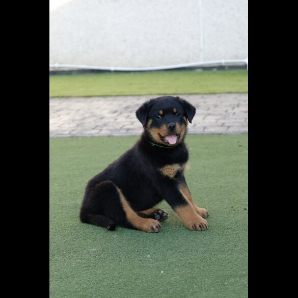 Rottweiler - Both