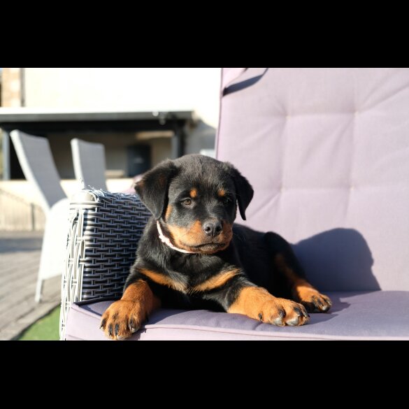 Rottweiler - Both