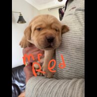 Labrador Retriever - Both