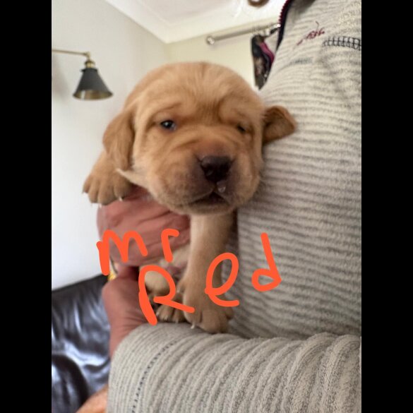 Labrador Retriever - Both