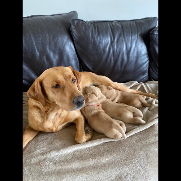 Labrador Retriever - Both