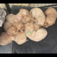 Labrador Retriever - Both
