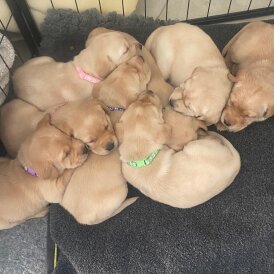 Labrador Retriever - Both