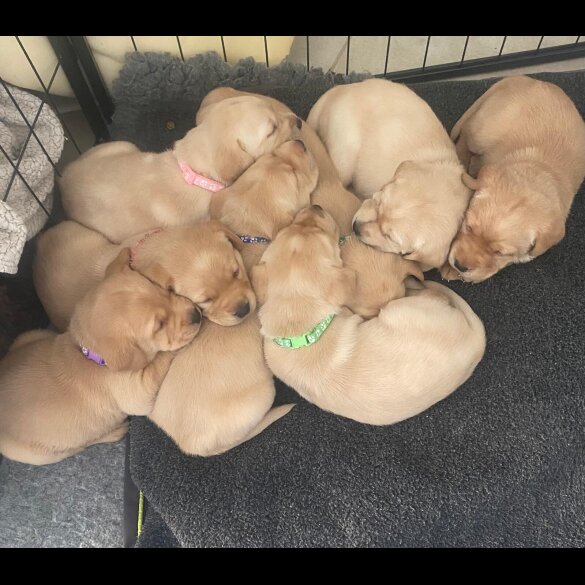 Labrador Retriever - Both