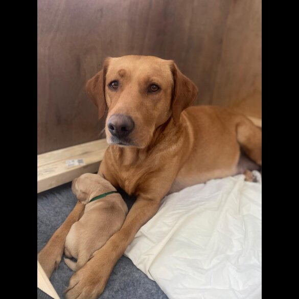 Labrador Retriever - Both