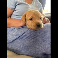 Labrador Retriever - Both