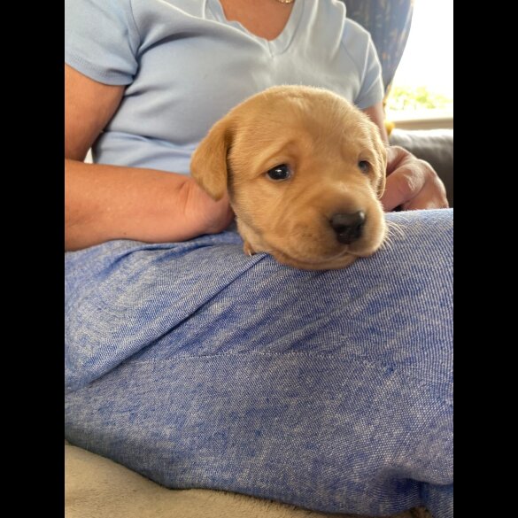 Labrador Retriever - Both