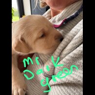 Labrador Retriever - Both