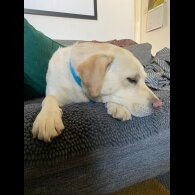 Labrador Retriever - Both
