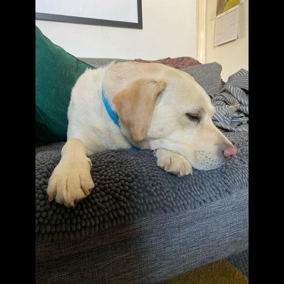 Labrador Retriever - Both
