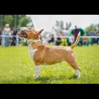 Bull Terrier - Dogs