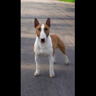 Bull Terrier - Dogs