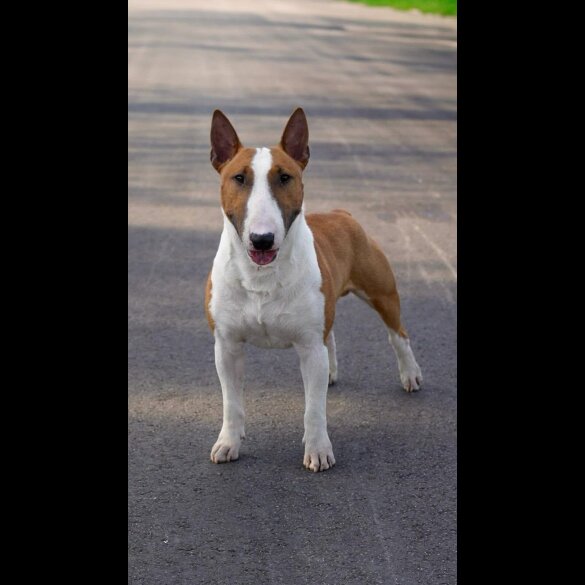 Bull Terrier - Dogs
