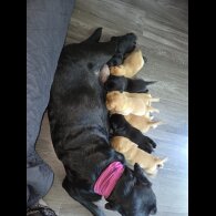 Labrador Retriever - Dogs