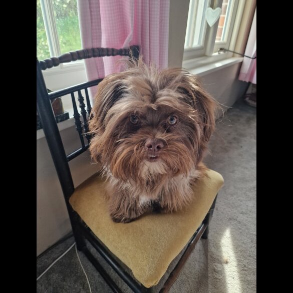 Shih Tzu - Both