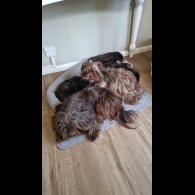 Shih Tzu - Both