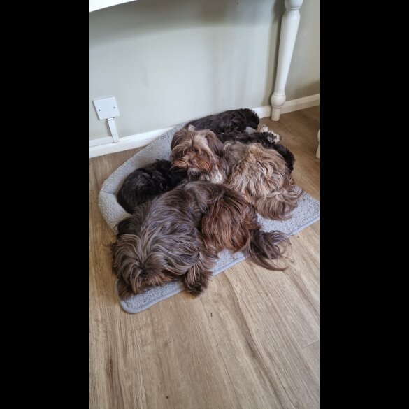 Shih Tzu - Both