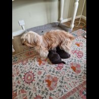 Shih Tzu - Both