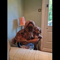 Shih Tzu - Both