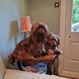 Shih Tzu - Both