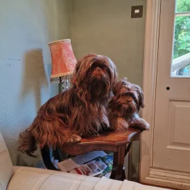 Shih Tzu - Both
