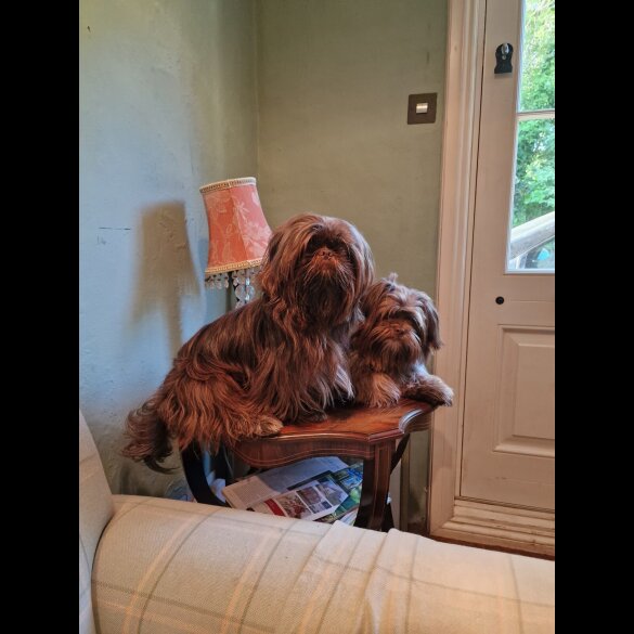 Shih Tzu - Both