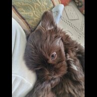 Shih Tzu - Both