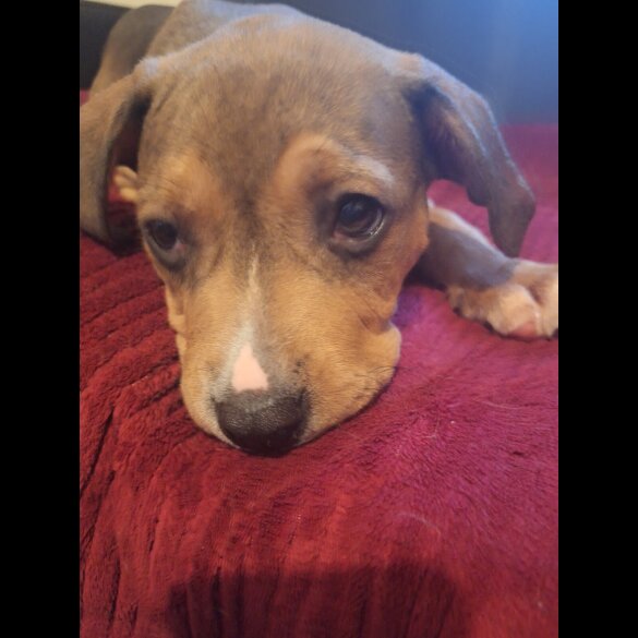 Staffordshire Bull Terrier - Both