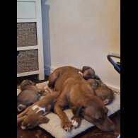 Staffordshire Bull Terrier - Both