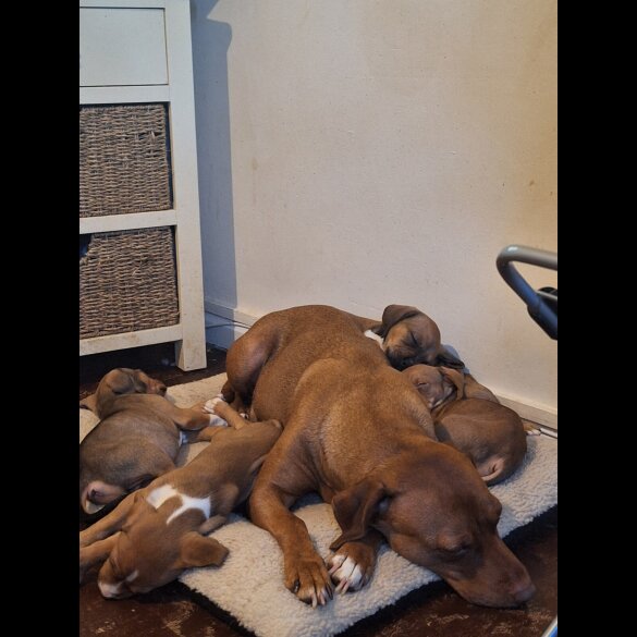 Staffordshire Bull Terrier - Both