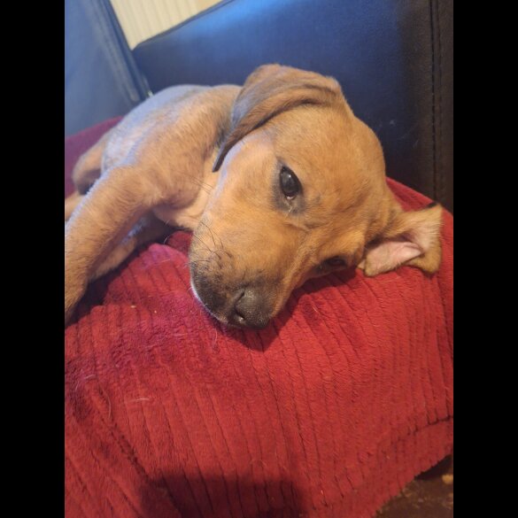 Staffordshire Bull Terrier - Both