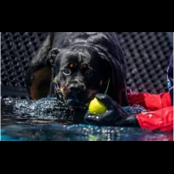 Rottweiler - Bitches