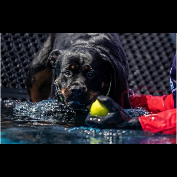 Rottweiler - Bitches