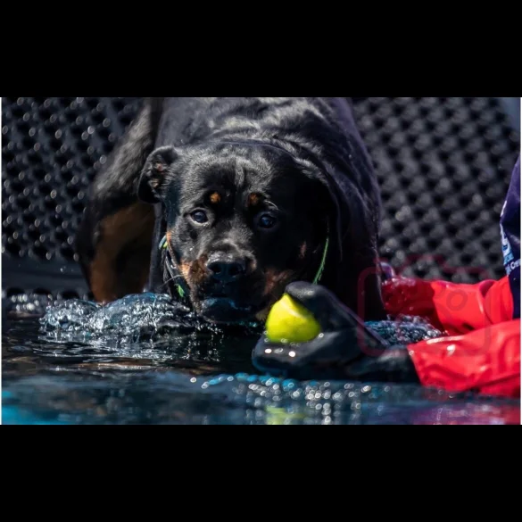 Rottweiler - Bitches
