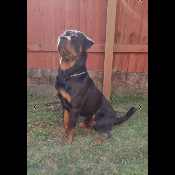 Rottweiler - Bitches