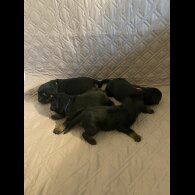 Rottweiler - Bitches