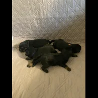 Rottweiler - Bitches